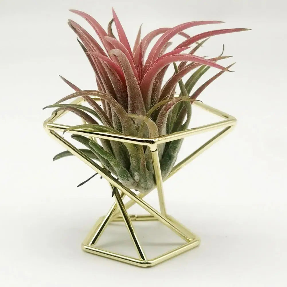 3Pcs Air Plant Stand Holder  Useful Exquisite Workmanship Tillandsia Display Stand  Anti-corrosion Tillandsia Display Stand