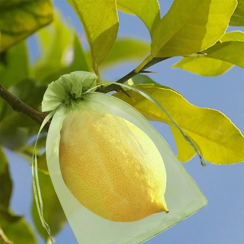 Filets de Protection Fruits & Légumes Anti-Insectes & Oiseaux – Lot 1 à 100 pcs | Jardin