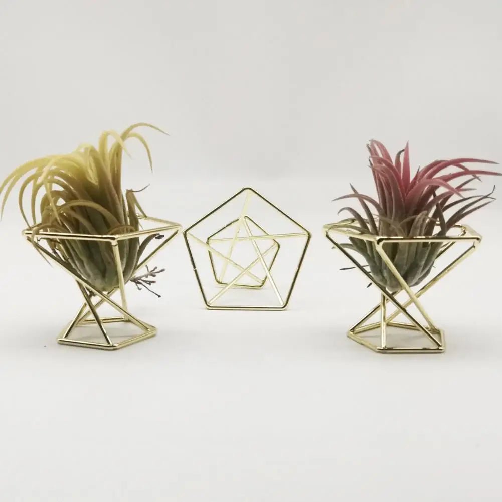 3Pcs Air Plant Stand Holder  Useful Exquisite Workmanship Tillandsia Display Stand  Anti-corrosion Tillandsia Display Stand