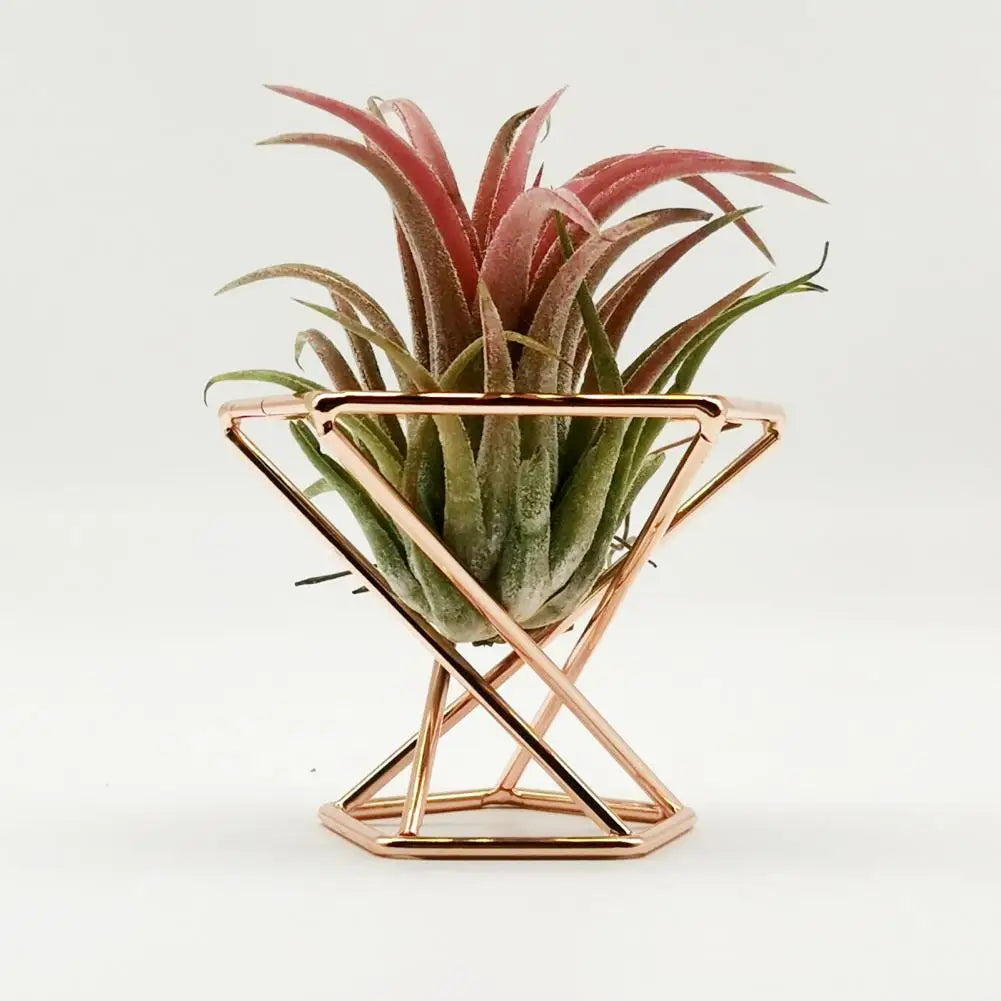 3Pcs Air Plant Stand Holder  Useful Exquisite Workmanship Tillandsia Display Stand  Anti-corrosion Tillandsia Display Stand