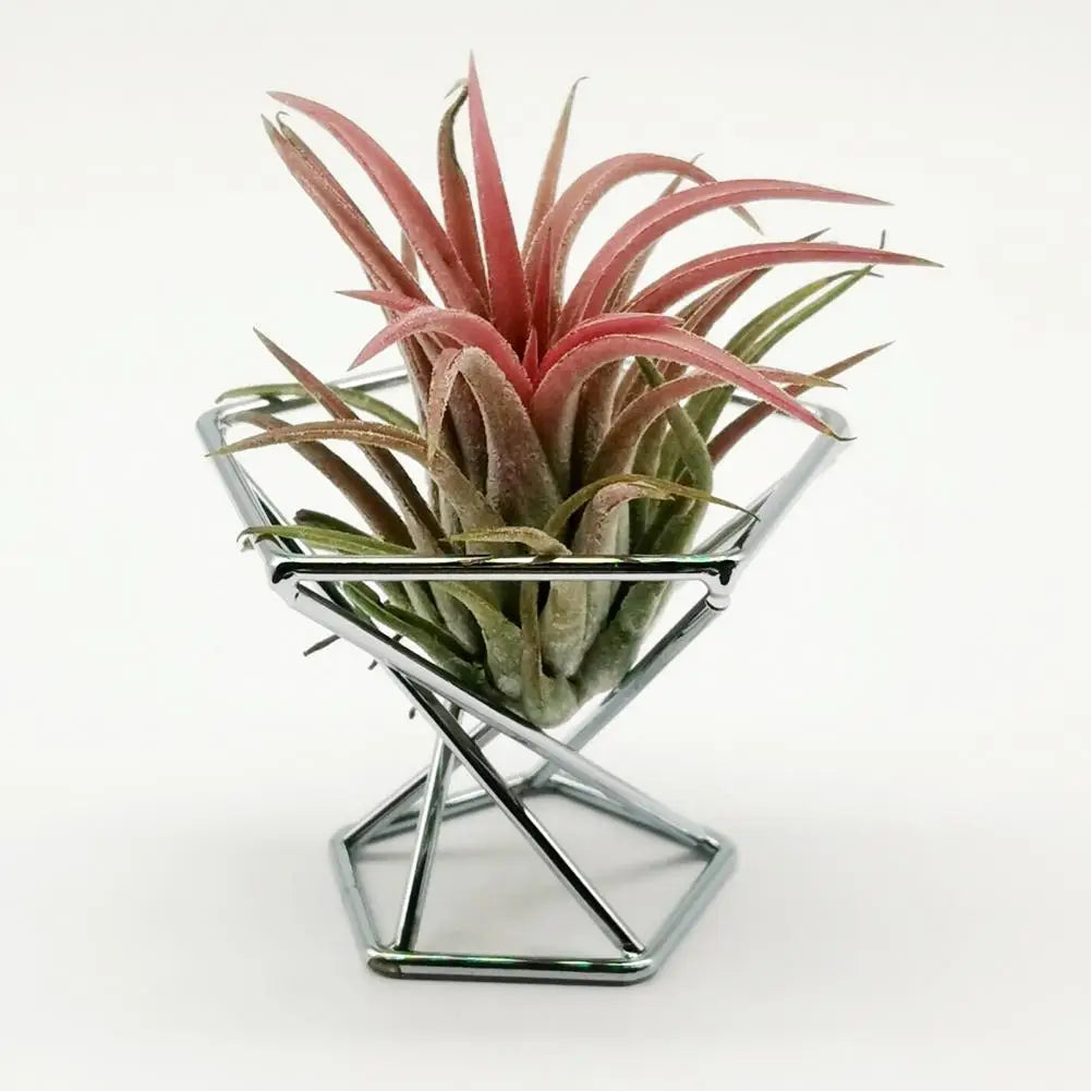 3Pcs Air Plant Stand Holder  Useful Exquisite Workmanship Tillandsia Display Stand  Anti-corrosion Tillandsia Display Stand
