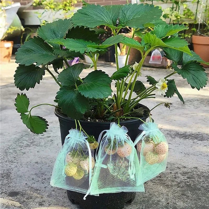 Filets de Protection Fruits & Légumes Anti-Insectes & Oiseaux – Lot 1 à 100 pcs | Jardin
