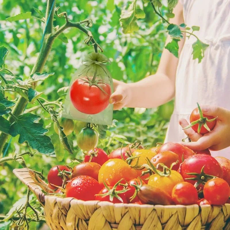 Filets de Protection Fruits & Légumes Anti-Insectes & Oiseaux – Lot 1 à 100 pcs | Jardin