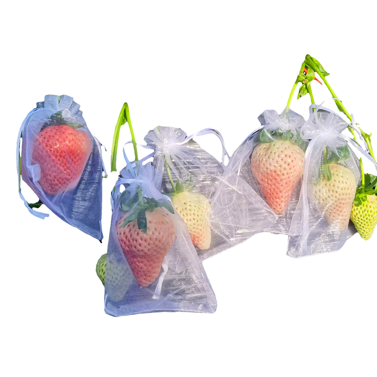 10 à 100 Sacs de Protection Plantes – Filets de Culture pour Fraises, Raisins & Légumes, Anti-Insectes et Oiseaux